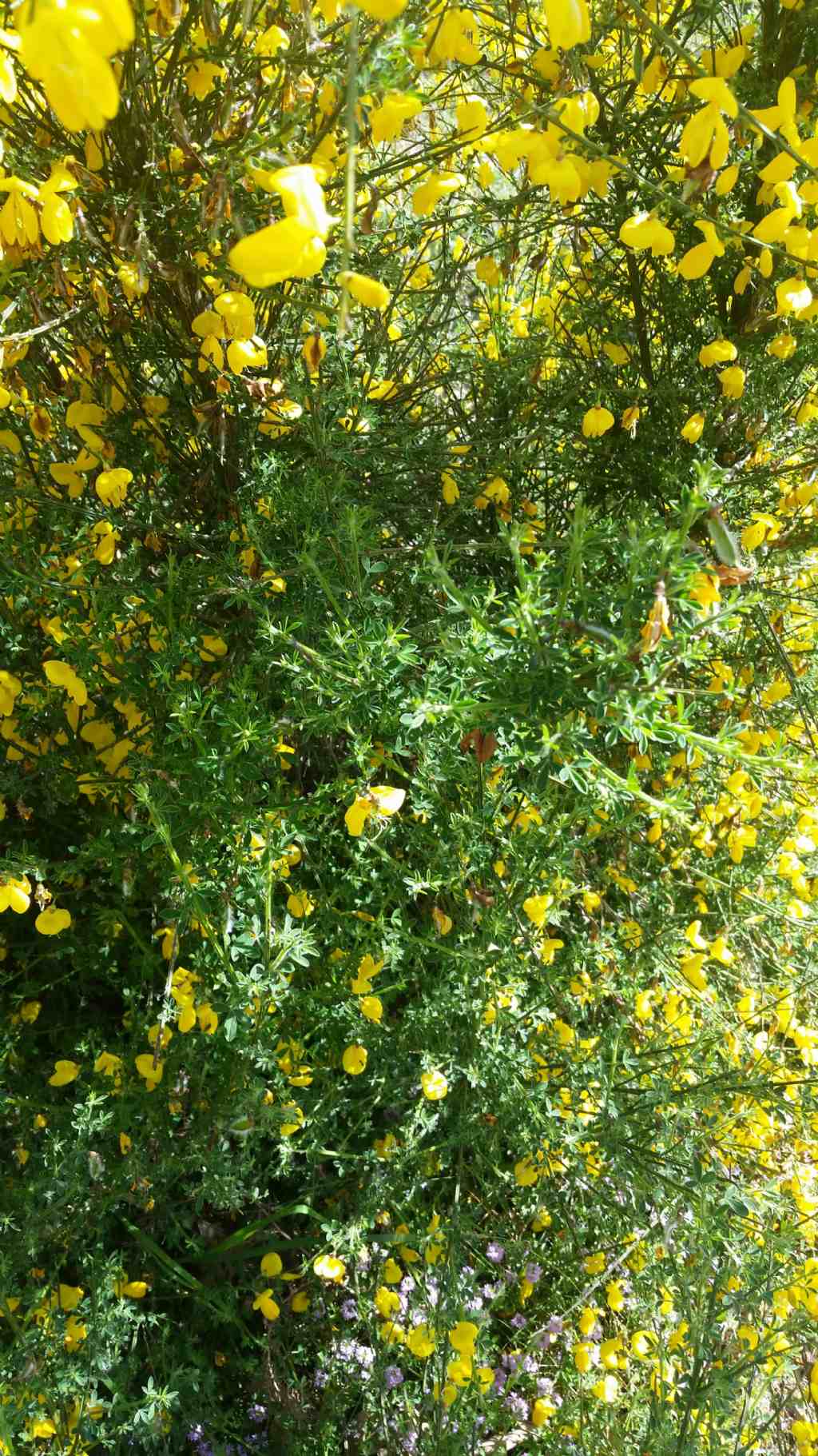 Cytisus scoparius (L.) Link (Fabaceae) Ginestra dei carbonai